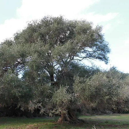 公寓 斯塔加莱公寓 阿列恩图