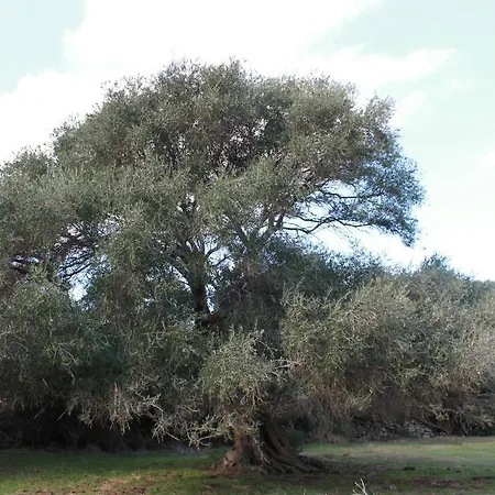 Appartamento Stazzo Gallurese La Cugara Aglientu