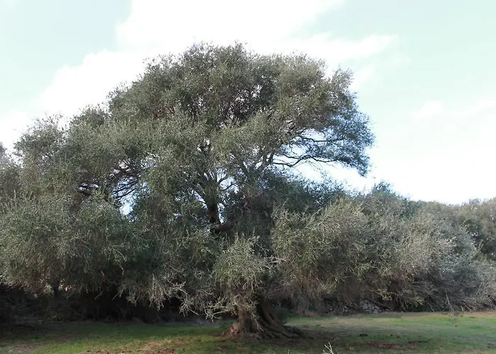 Apartment Stazzo Gallurese La Cugara Aglientu